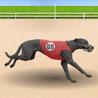 Greyhound Race