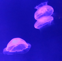 Jellyfish Video